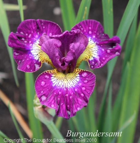 Burgundersamt 